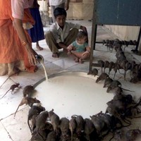 ONLY IN INDIA