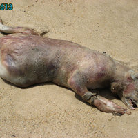 the Montauk monster