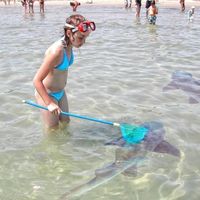 sharks?