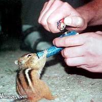 Stoned chipmunk