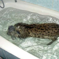 cat fishin' 3