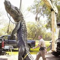 23 footer