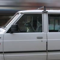 Dog of a driver