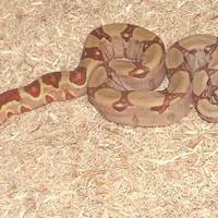 Badger badger badger badger...mushroom mushroom! Snake! oooh a snake!