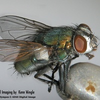 The Fly