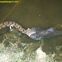 I love catfish