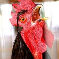 My Cock