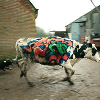 Poor graffiti'd cow