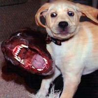 Go away liitle dog !