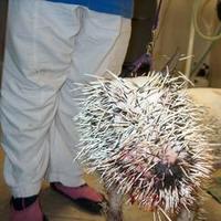 Porcupine - 1       Pitbull - 0