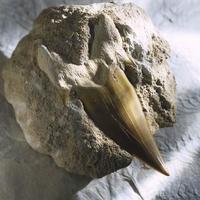 a very nice tooth....do you know what from?