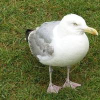 big gull