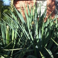 Web in the Yuccas