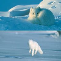 Snowfox browser?