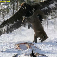 fisting a fox