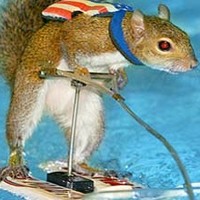 Ski rat