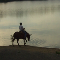 A Mule being led to water