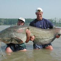 BIG CAT!!!