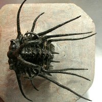 Dicranurus monstrosus Moroccan Trilobite