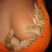 Lucky pussycat