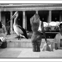 Dr Pelican