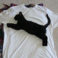 My kitten, I call her "Puma"...