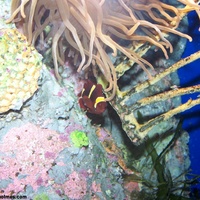 Aquarium