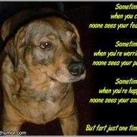 Dog's Rationale