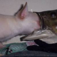 My Eye Gouging Chihuahua