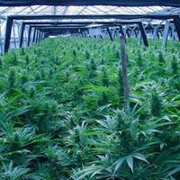 plantation