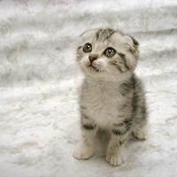 STOP THE PORN (innocent kittens are watching)