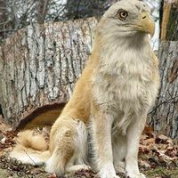 griffindog?