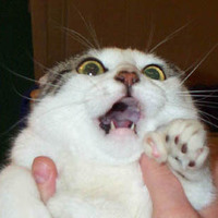 you make kitty scared