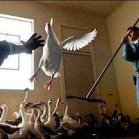 Free bird
