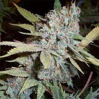 My Crop!