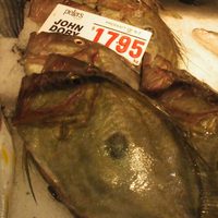 John Dory