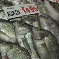 Silver Bream
