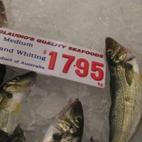 Sand Whiting
