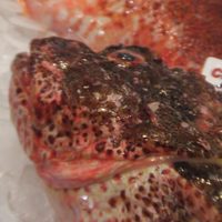 rock cod