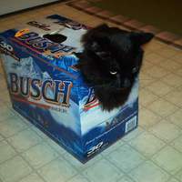 Redneck cat carrier.