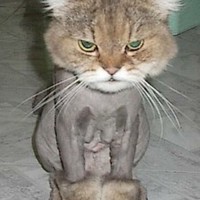 my response to all these shit cat photos