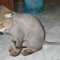 my response to all these shit cat photos #2