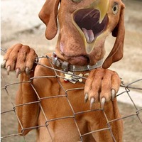 this is a guard dog i would not fuck with #1