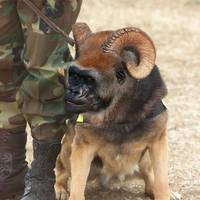 guard dog i would not fuck with #2