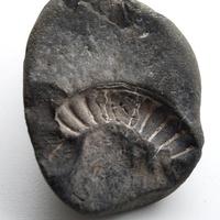 Fossil find 1