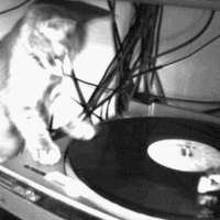 Mix it kitty mix it!