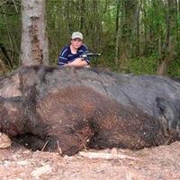 Hogzilla