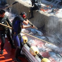 cease fire jimbob! they're in the net!