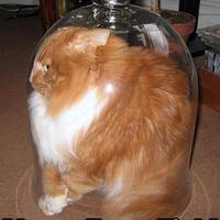force_field