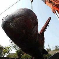 Explosive Whale